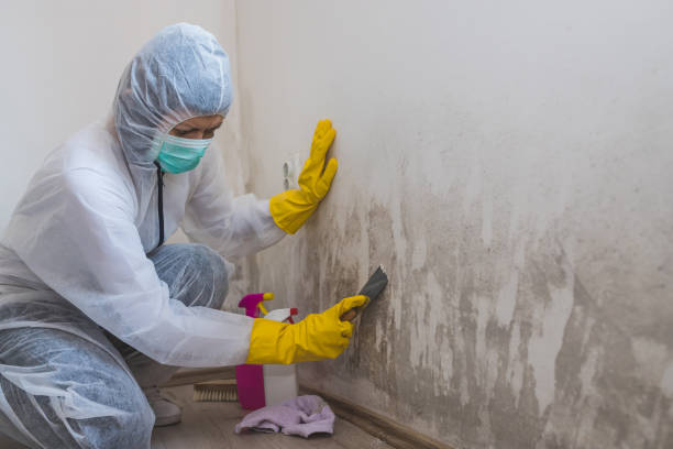 Best Attic Mold Removal  in East Peoria, IL